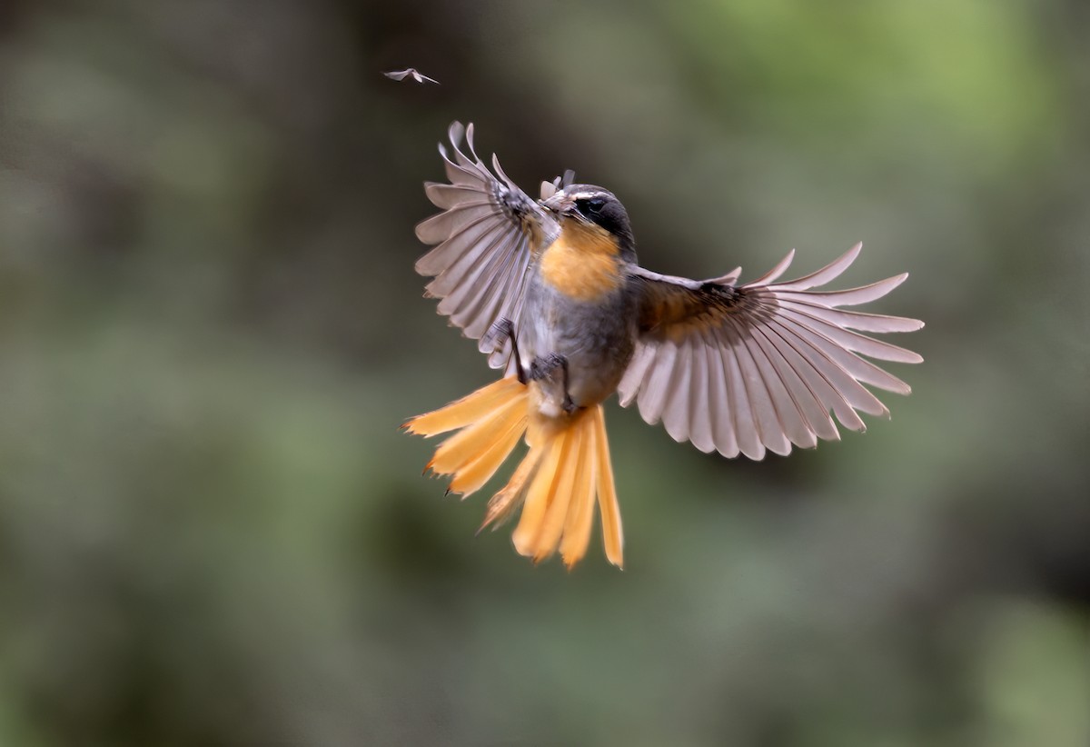 Cape Robin-Chat - ML644413486