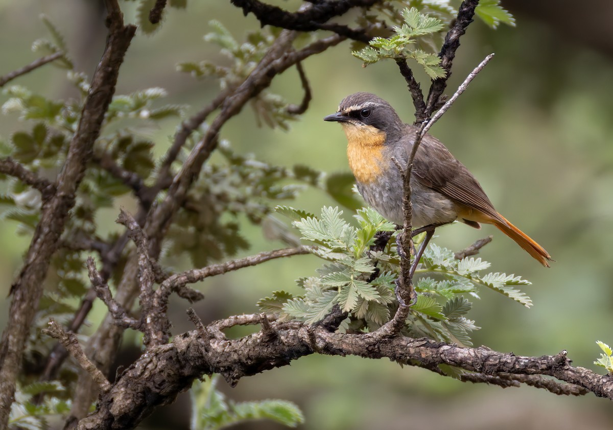Cape Robin-Chat - ML644413487