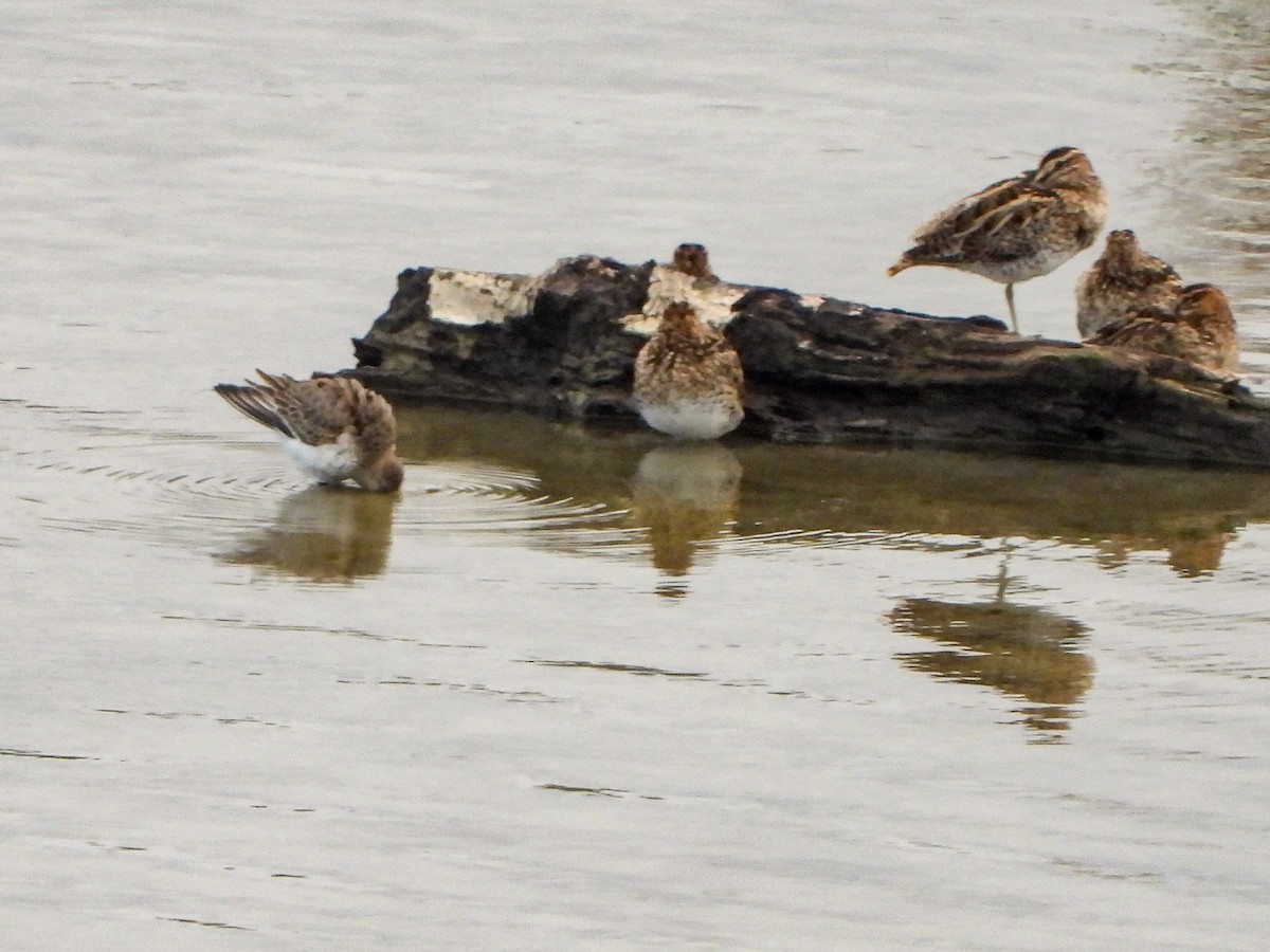 jespák obecný - ML644413490