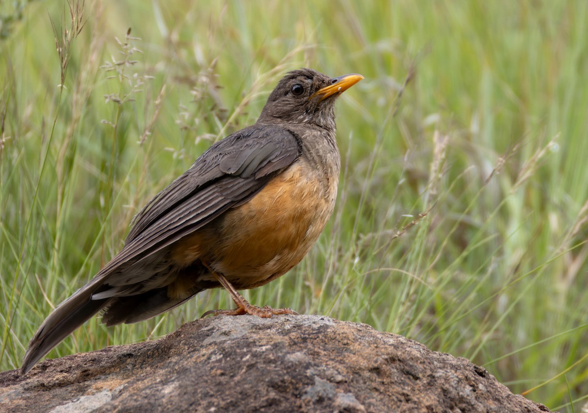 Olive Thrush - ML644413492