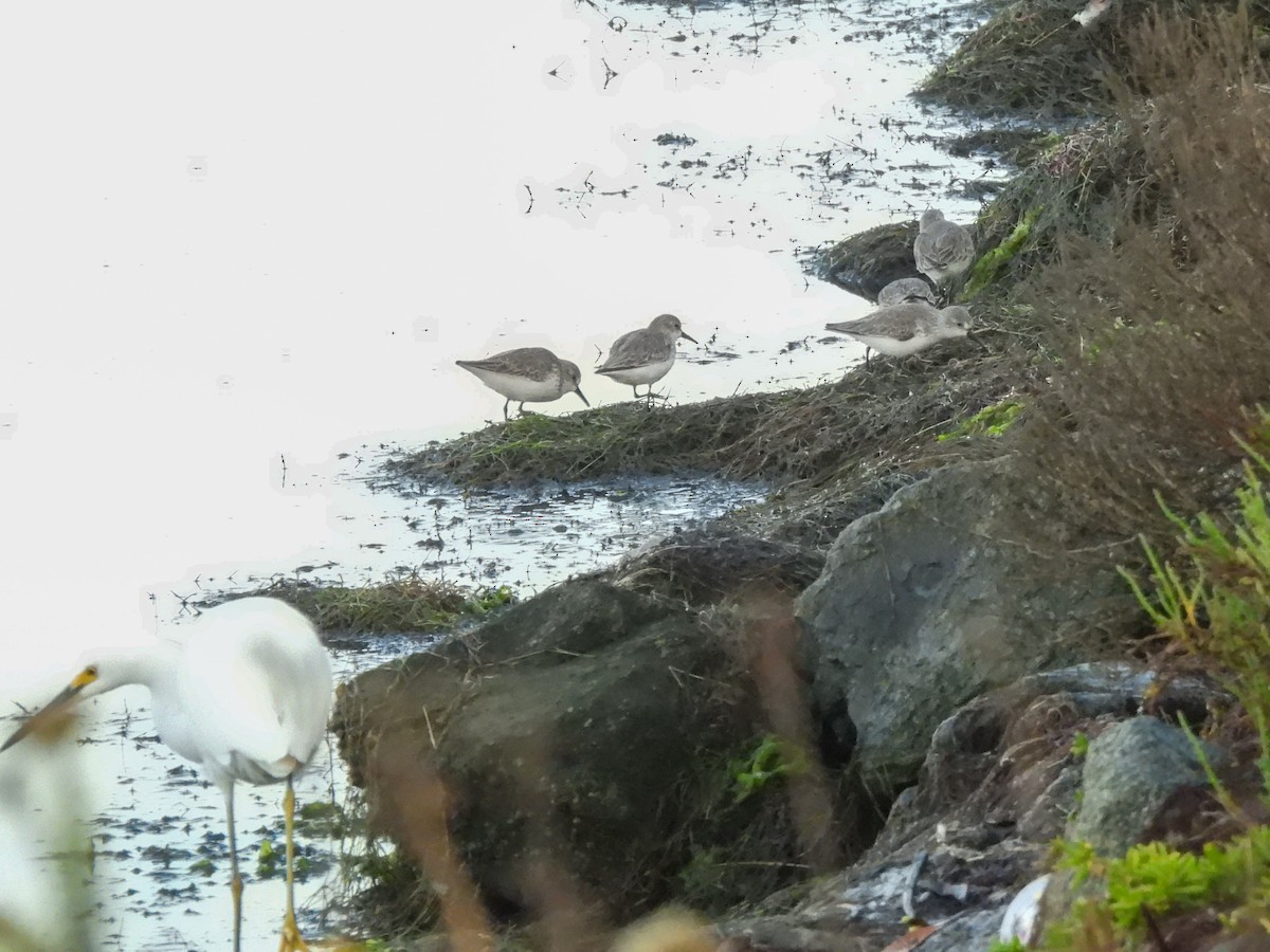 beringsnipe - ML644413493