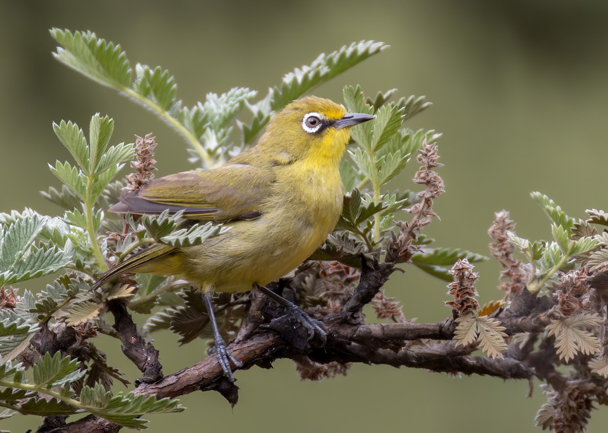 Cape White-eye (Cape) - ML644413495