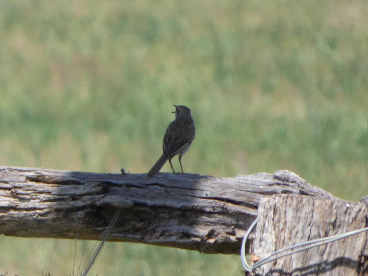 Rufous Songlark - ML644413501