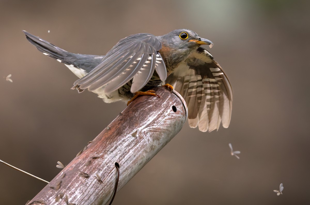 Red-chested Cuckoo - ML644413503