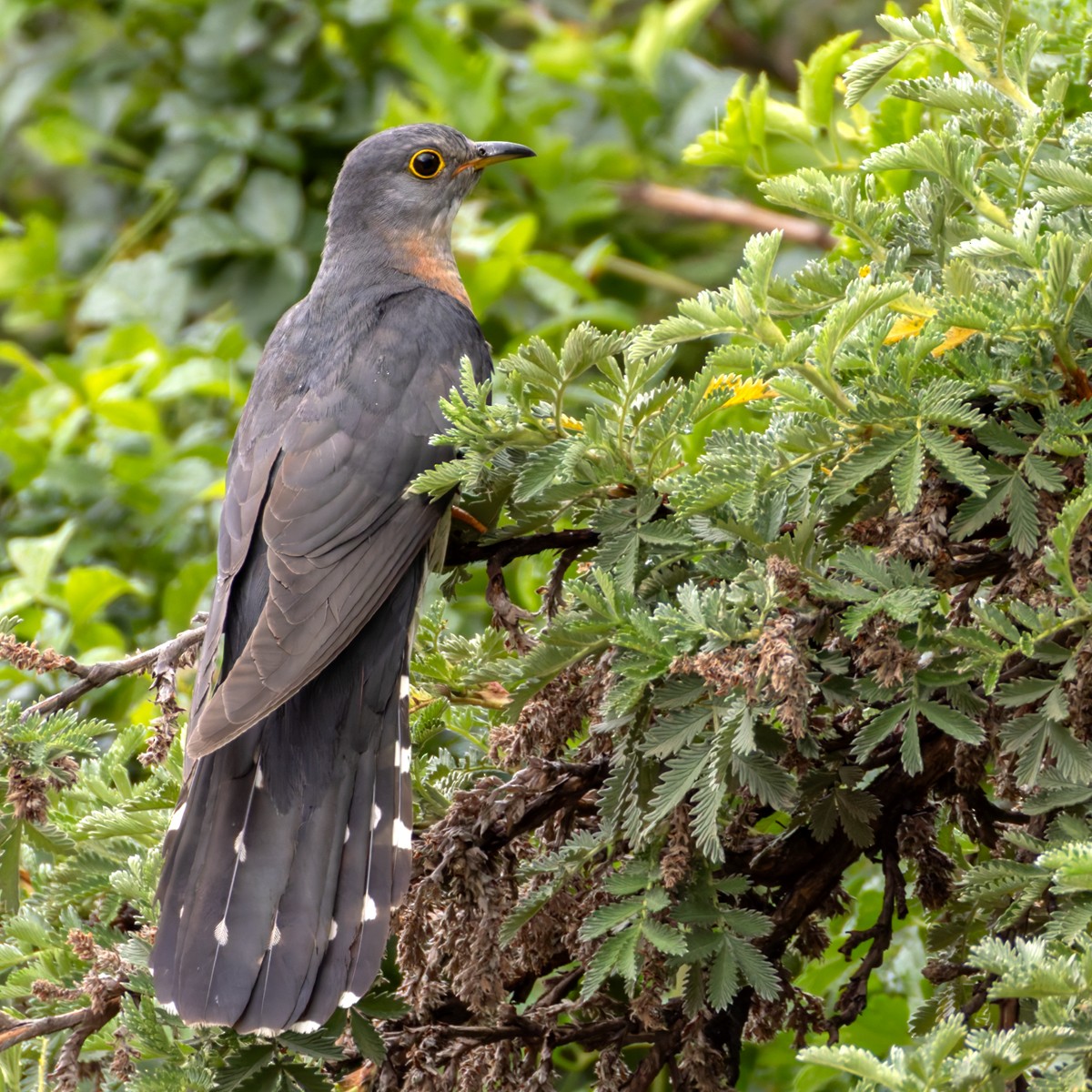 Red-chested Cuckoo - ML644413504