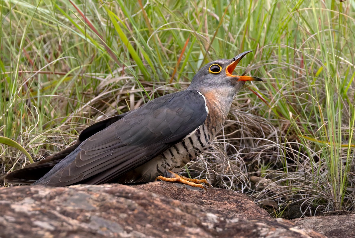 Red-chested Cuckoo - ML644413505