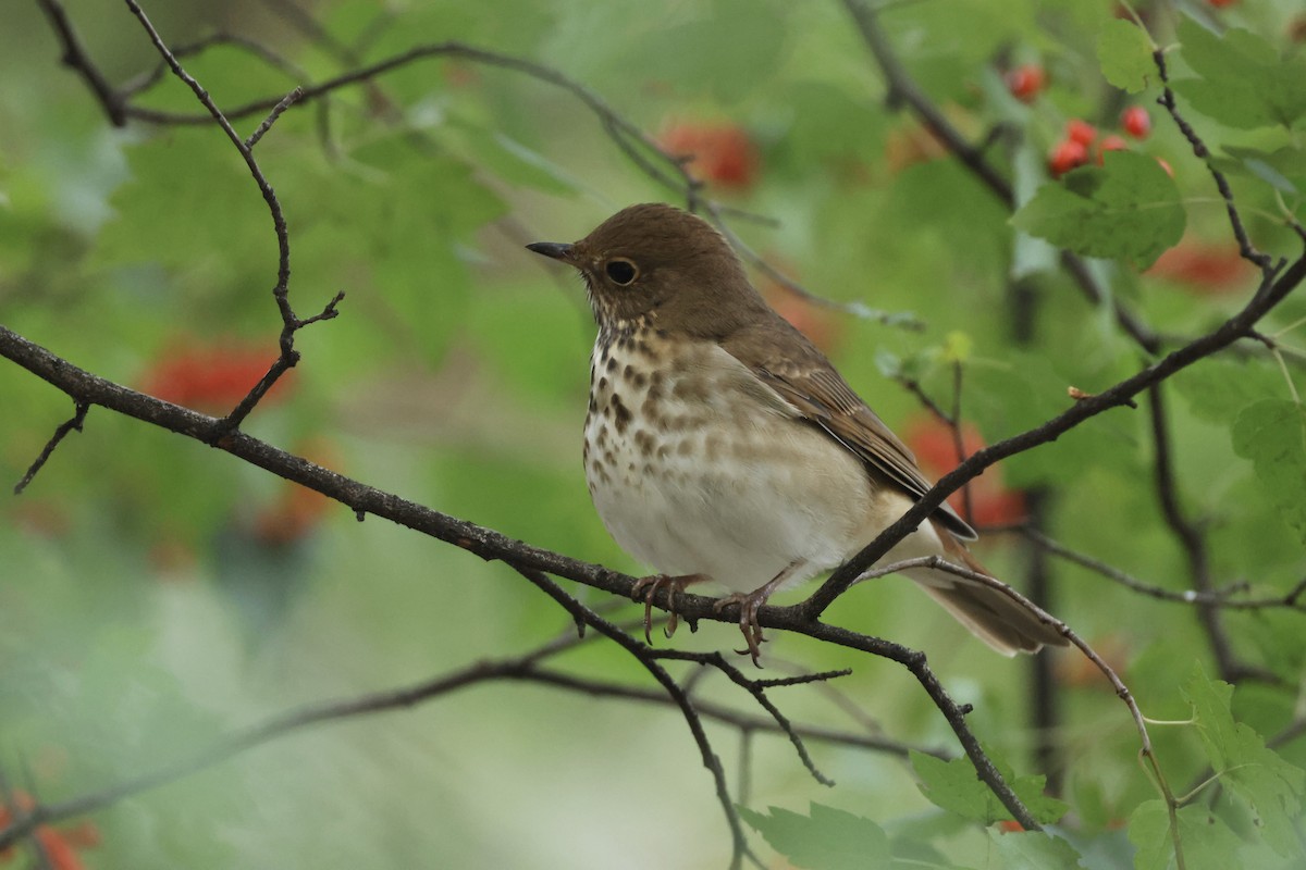 Hermit Thrush - ML644413512