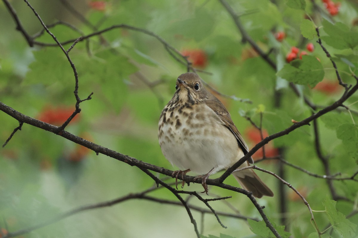 Hermit Thrush - ML644413514