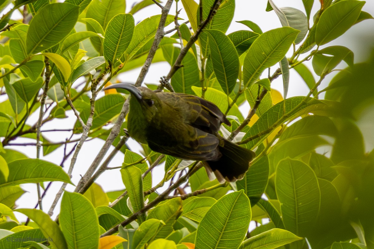 Thick-billed Spiderhunter - ML644413518