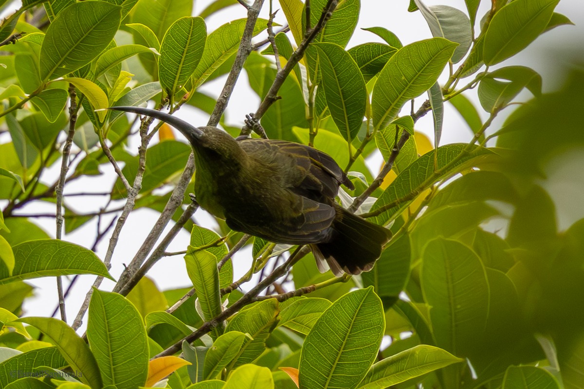 Thick-billed Spiderhunter - ML644413519