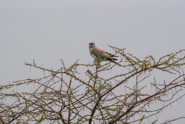 Сиворакша євразійська - ML644413531