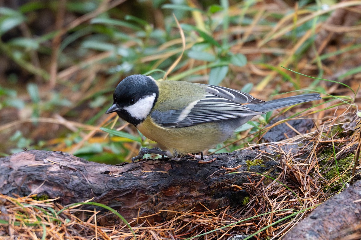 Great Tit (Great) - ML644413534