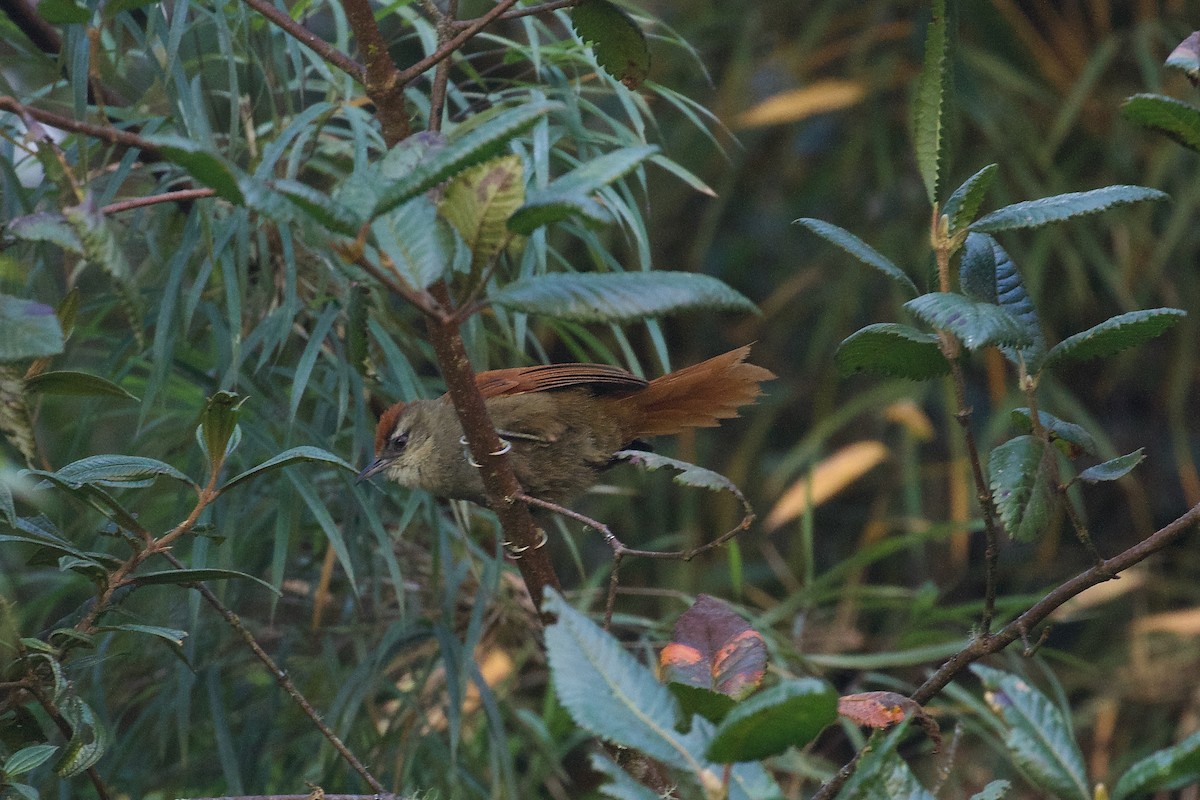 Marcapata Spinetail - ML644413535