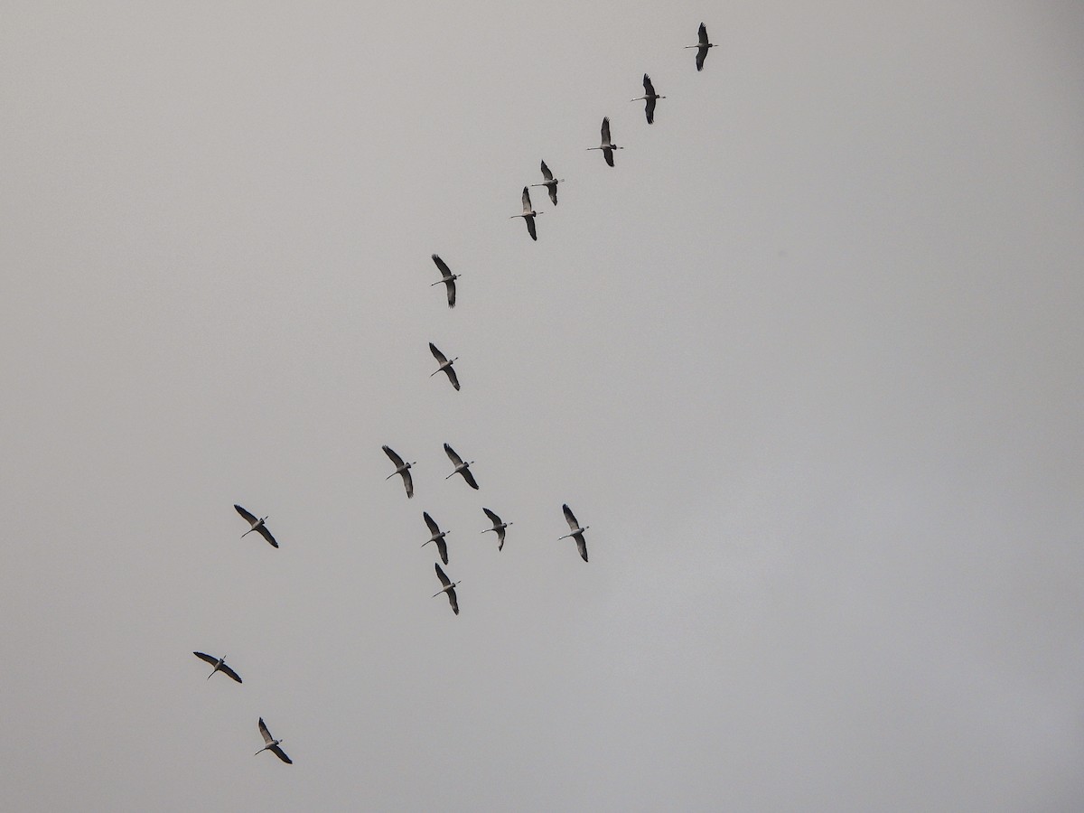 jeřáb popelavý - ML644413537