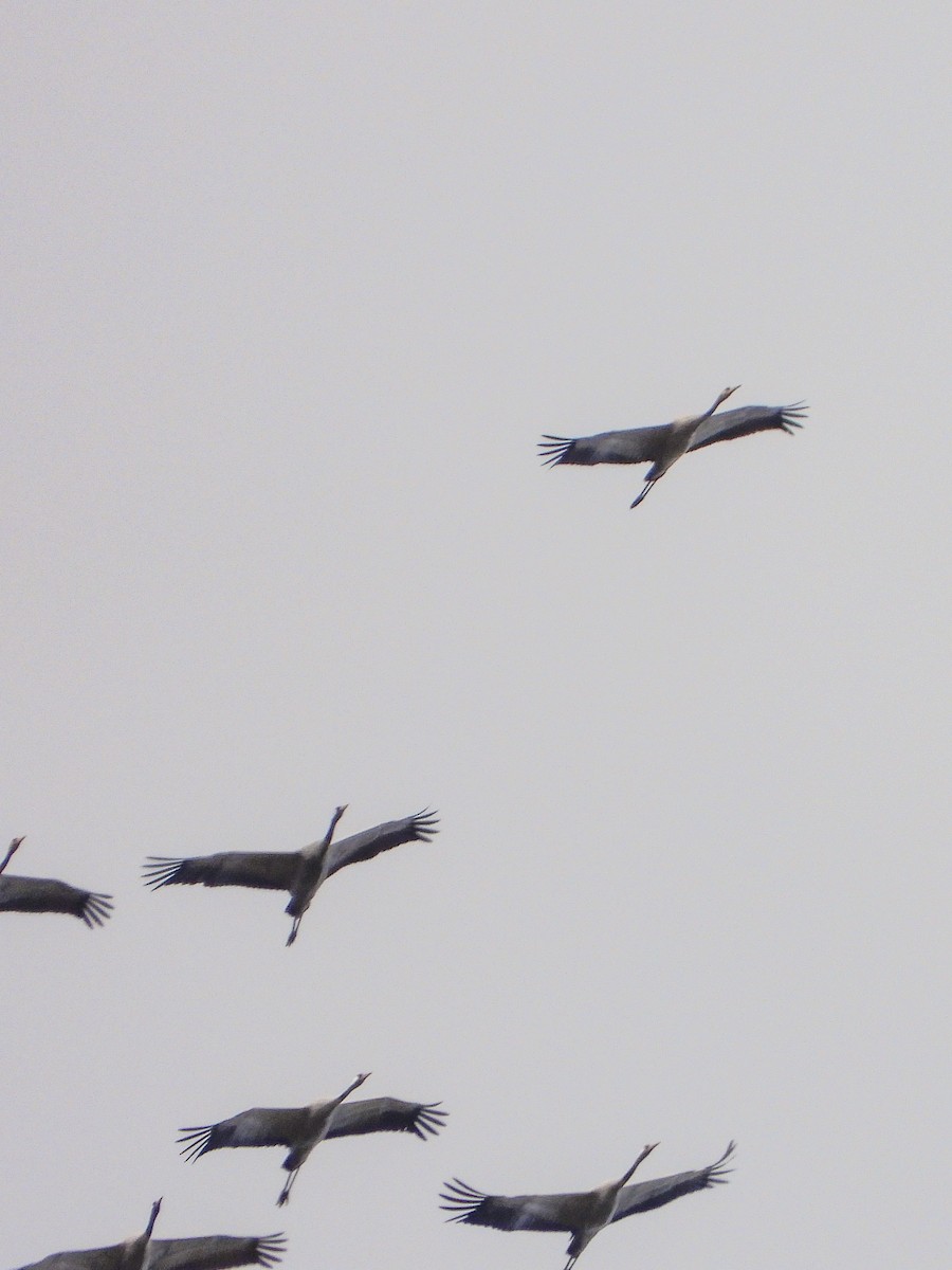 jeřáb popelavý - ML644413538