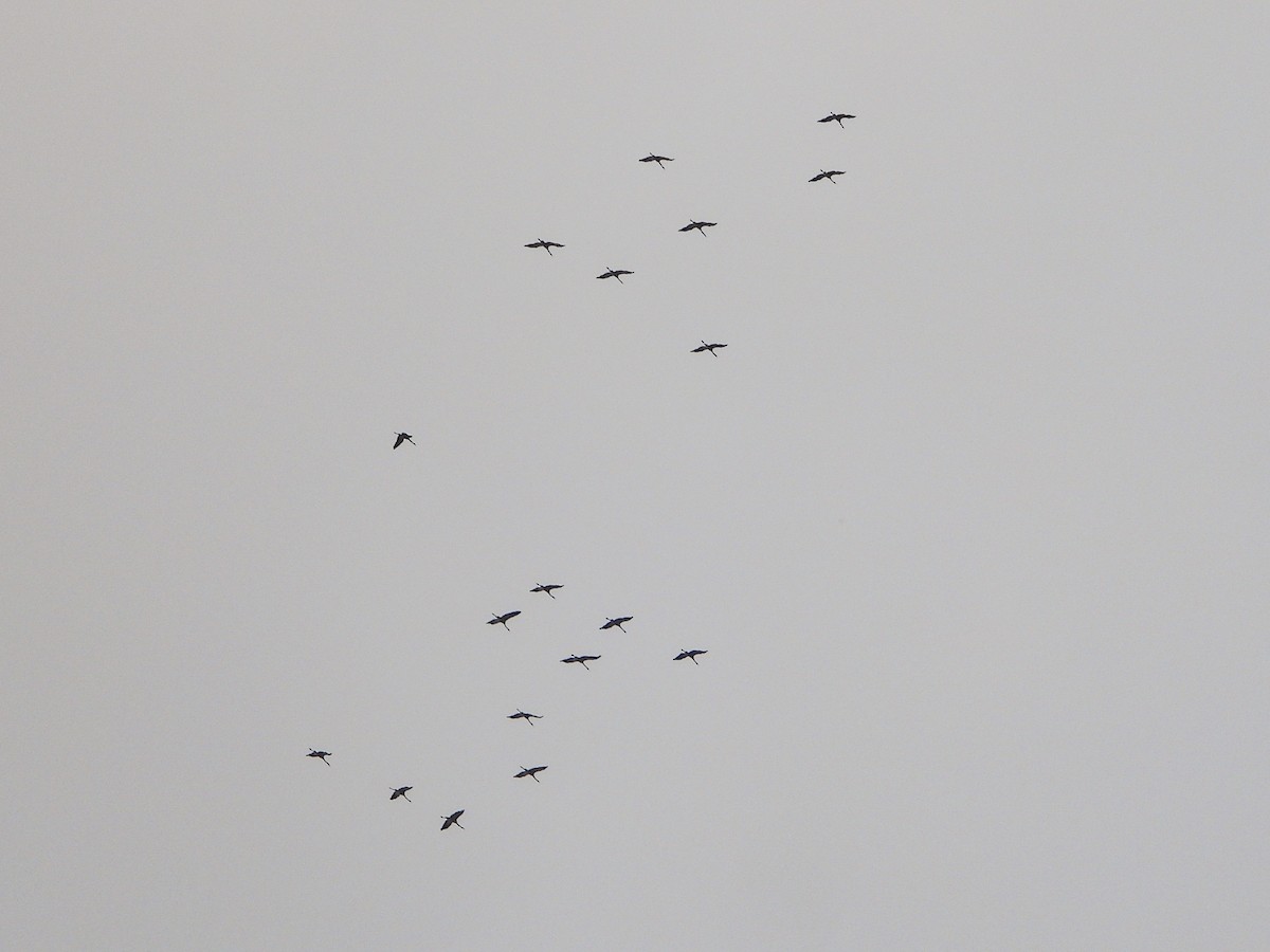 jeřáb popelavý - ML644413539