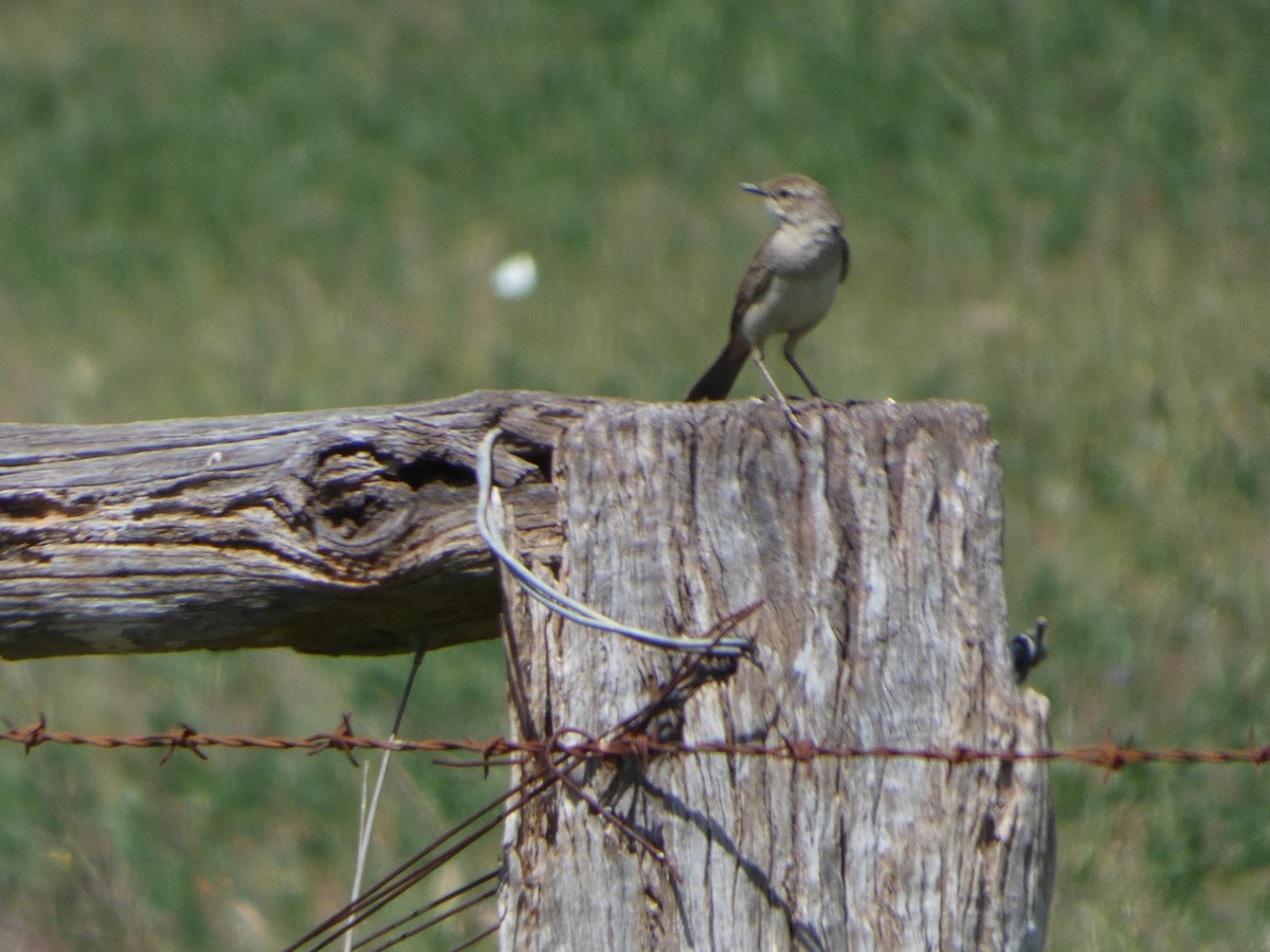 Rufous Songlark - ML644413547