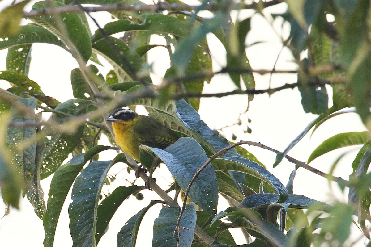 Black-capped Hemispingus - ML644413549
