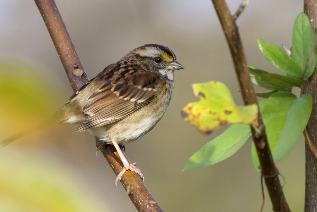 White-throated Sparrow - ML644413567