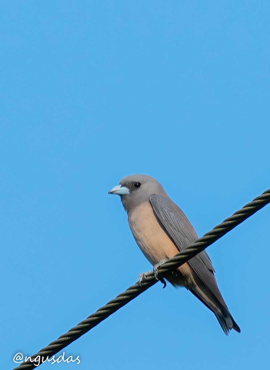 Ashy Woodswallow - ML644413568