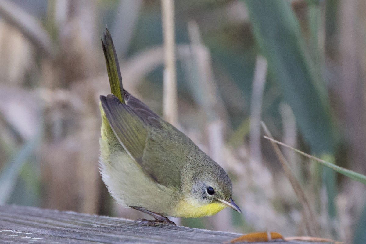 Common Yellowthroat - ML644413574