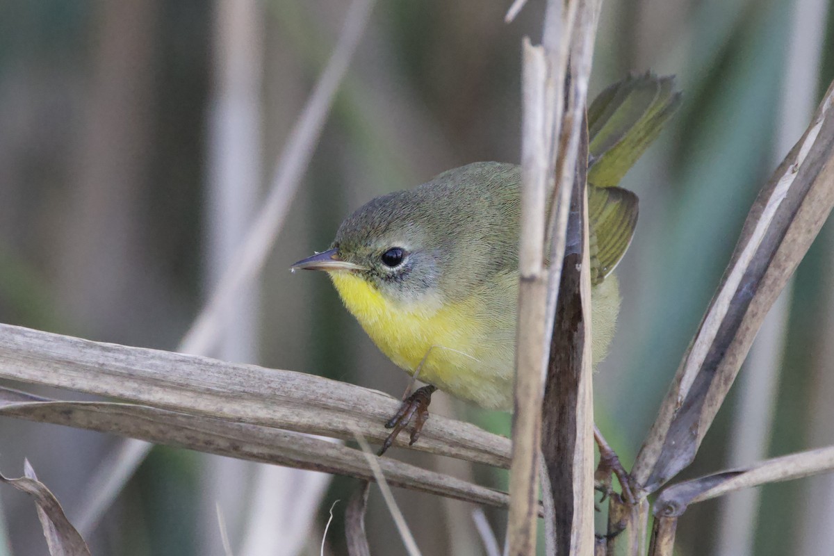 Common Yellowthroat - ML644413576