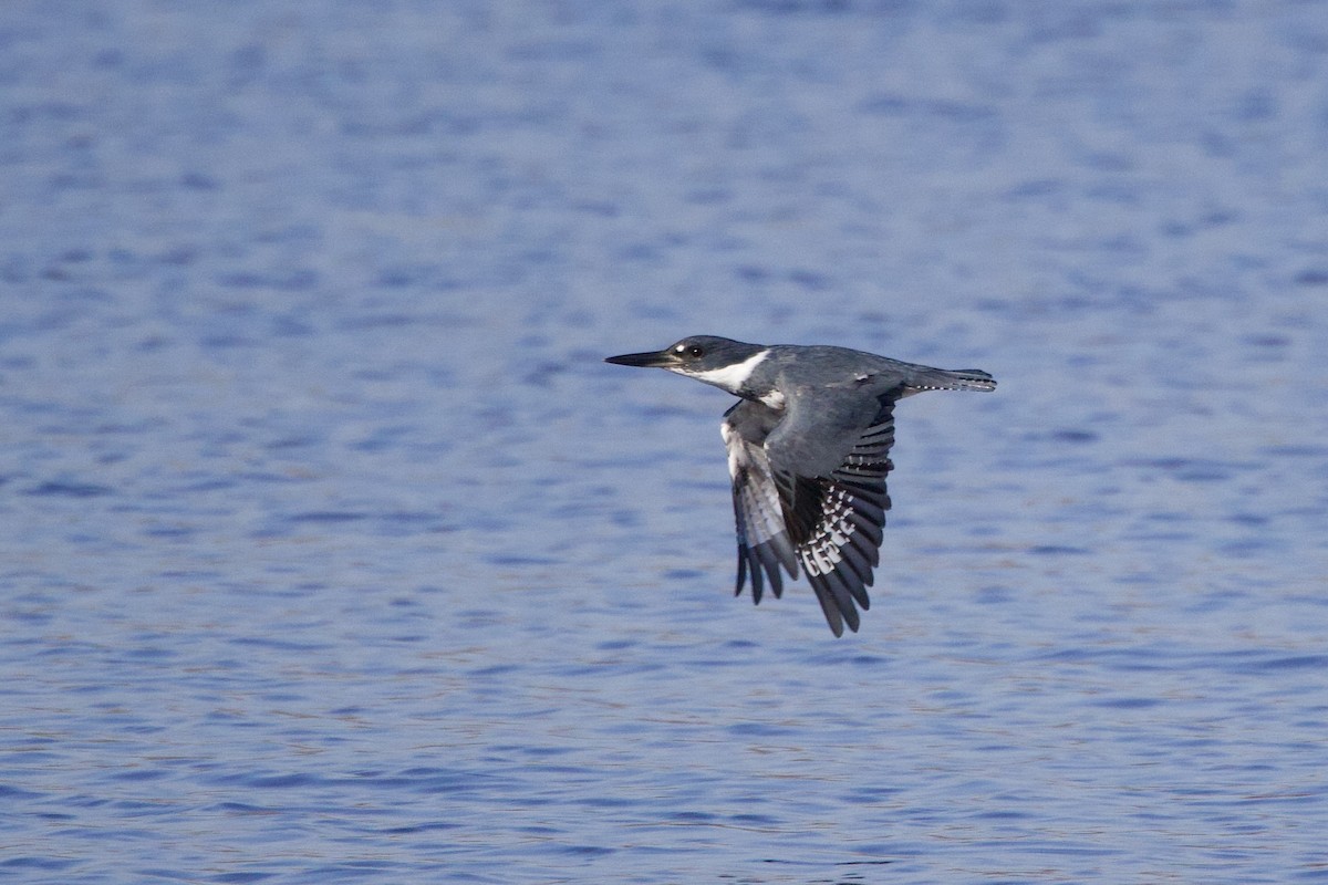 Belted Kingfisher - ML644413579