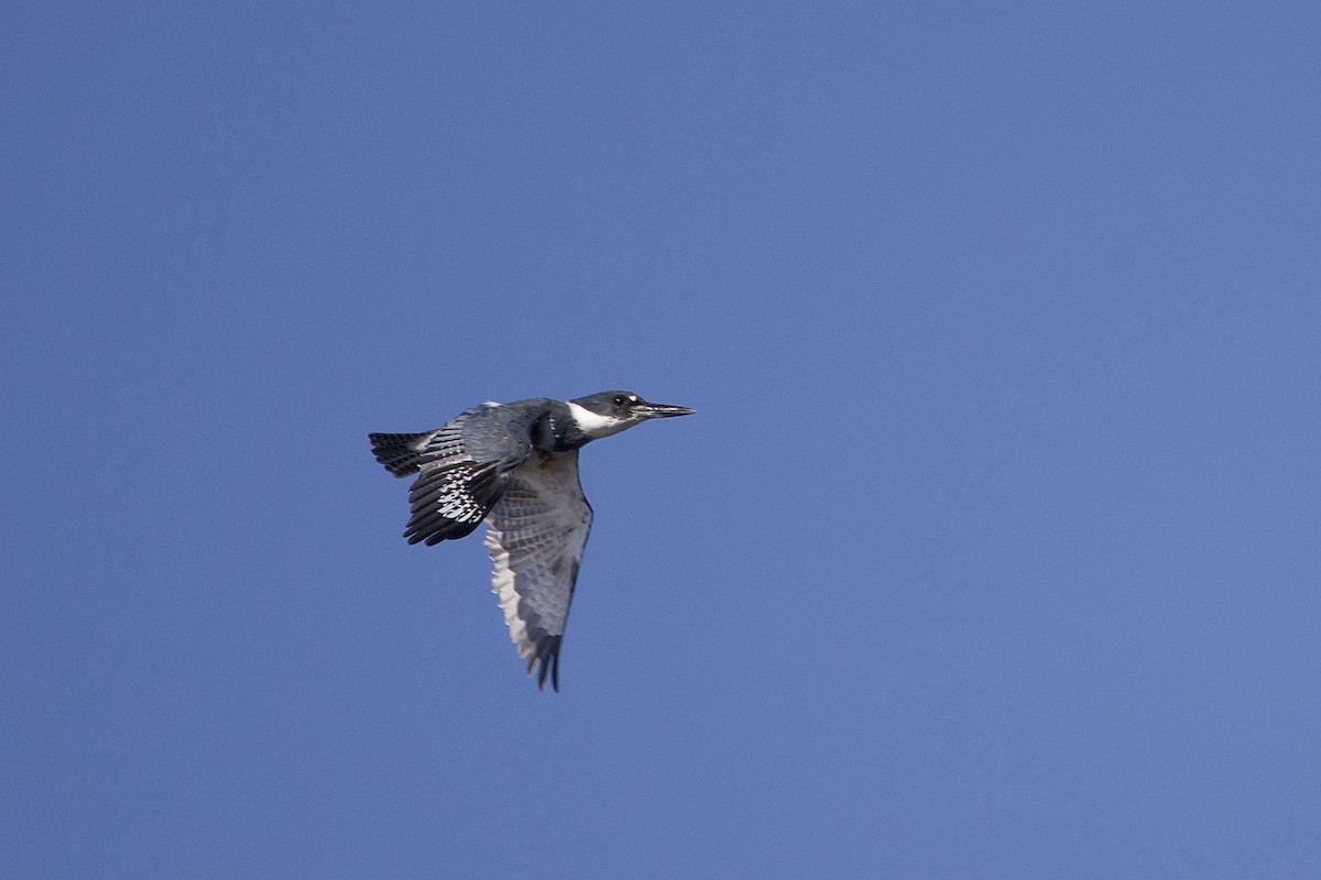 Belted Kingfisher - ML644413581