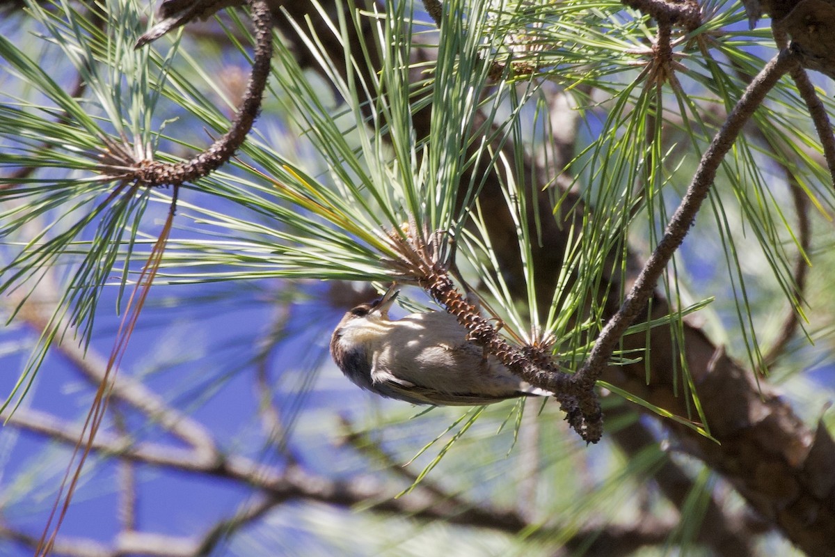 brhlík hnědohlavý - ML644413587