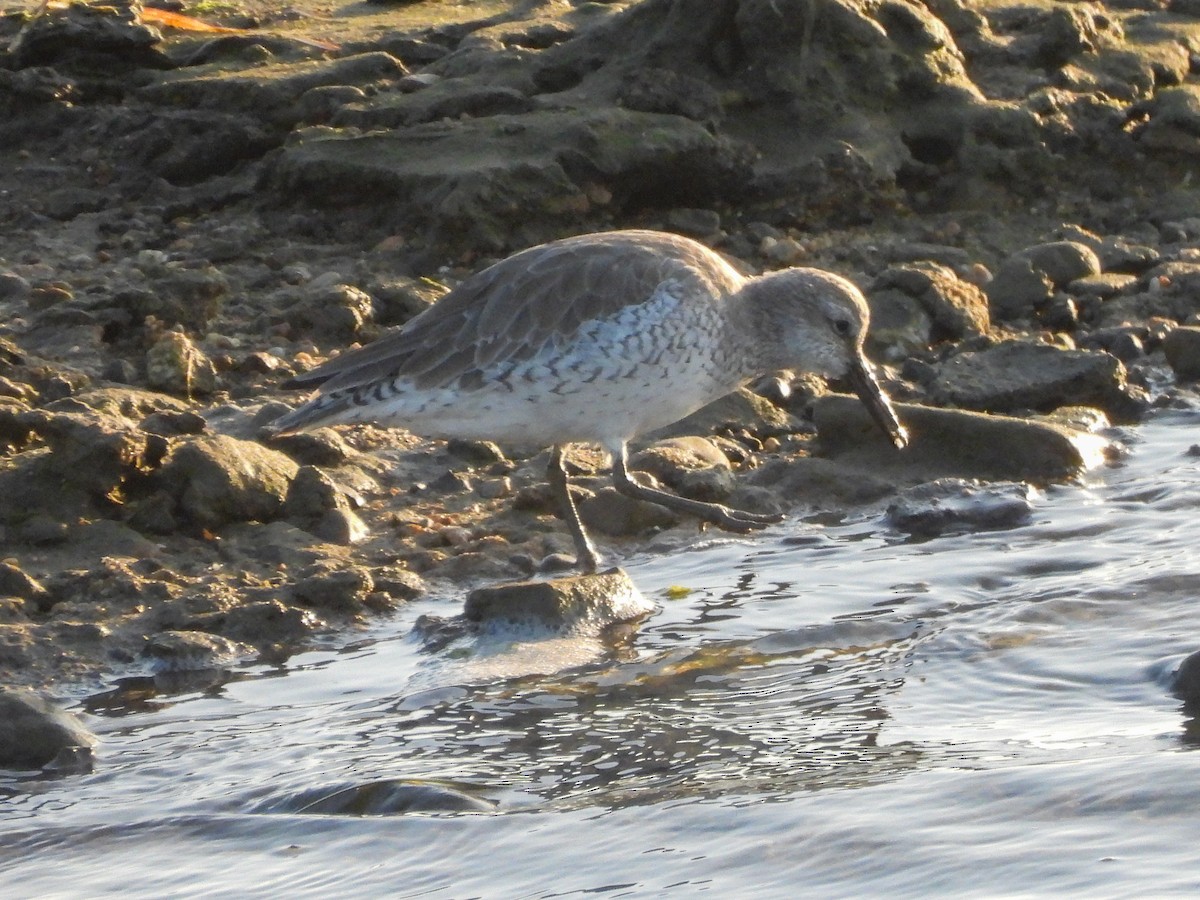 Bécasseau maubèche - ML644413588