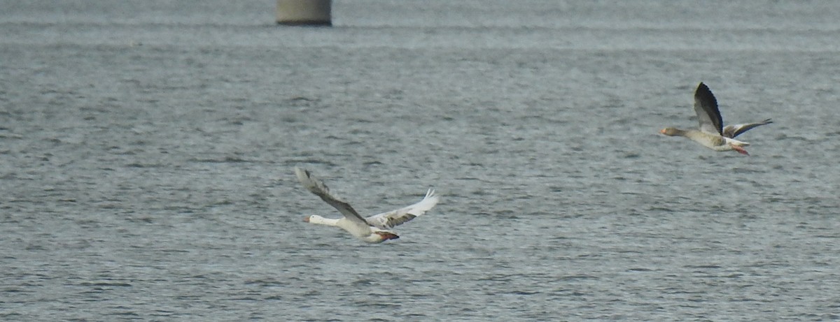 Серый гусь (Одомашненного типа) - ML644413590