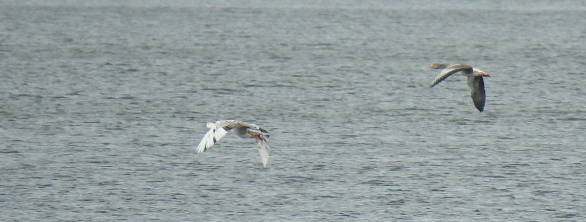 Серый гусь (Одомашненного типа) - ML644413591