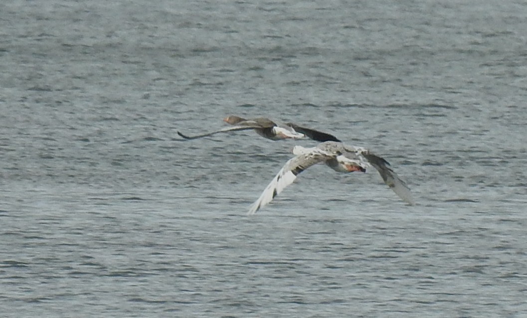 Серый гусь (Одомашненного типа) - ML644413592