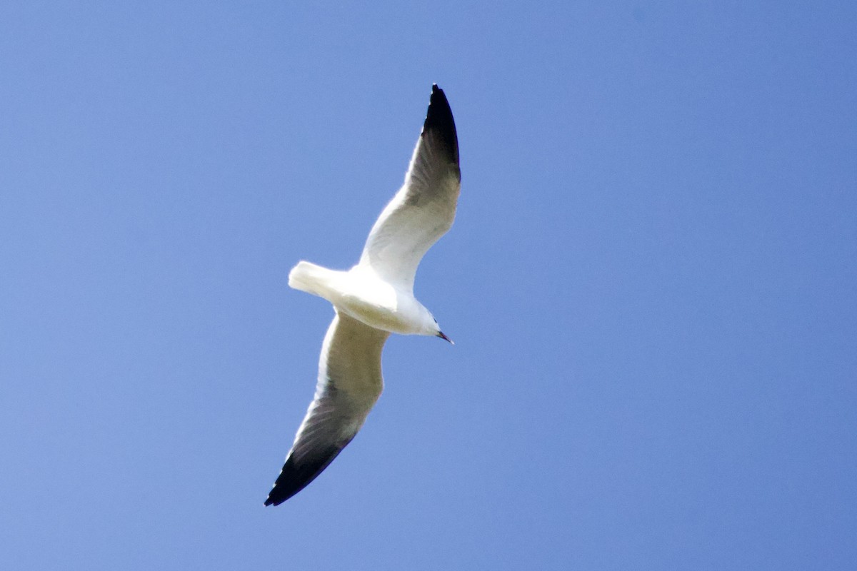 Laughing Gull - ML644413594