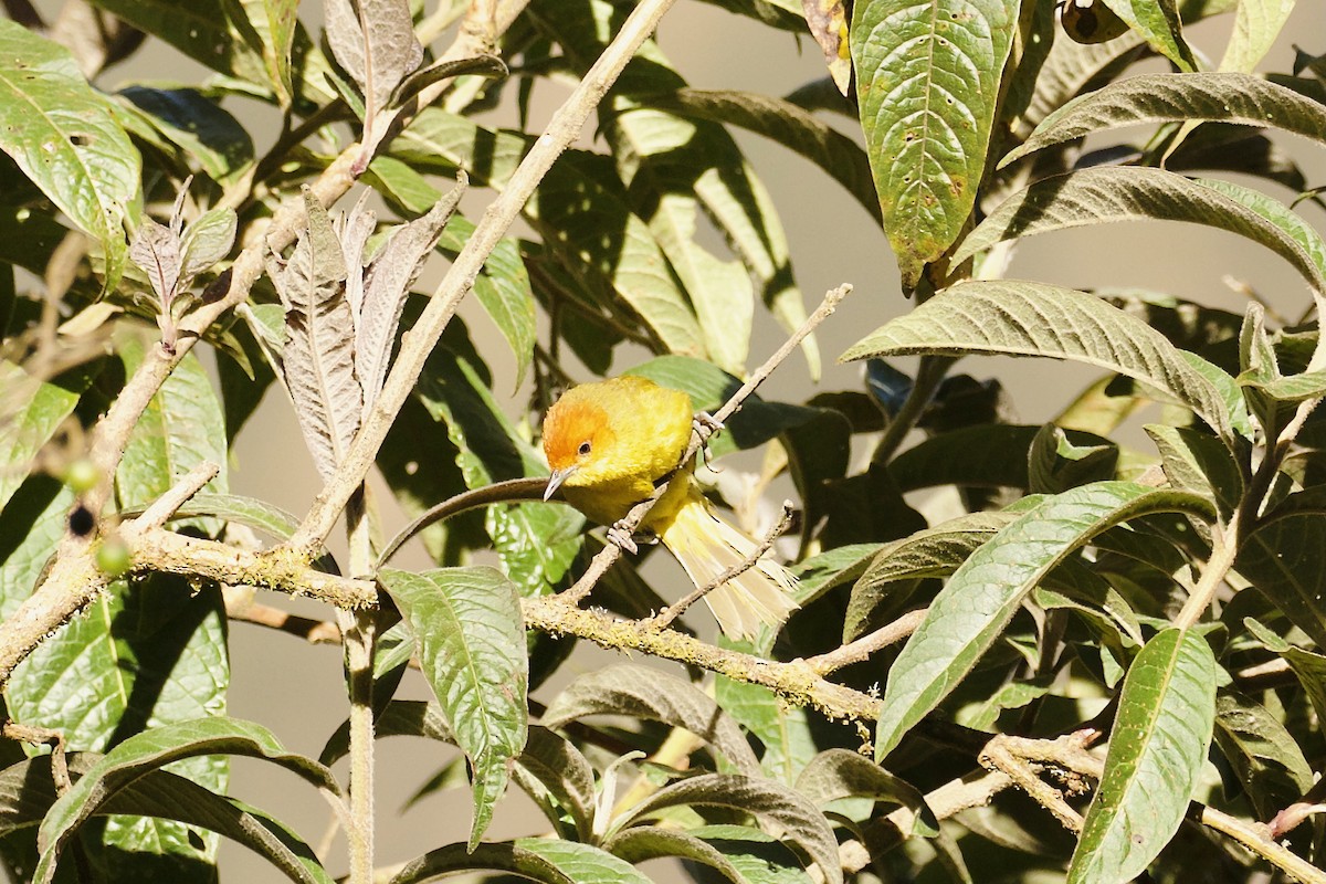 Rust-and-yellow Tanager - ML644413599
