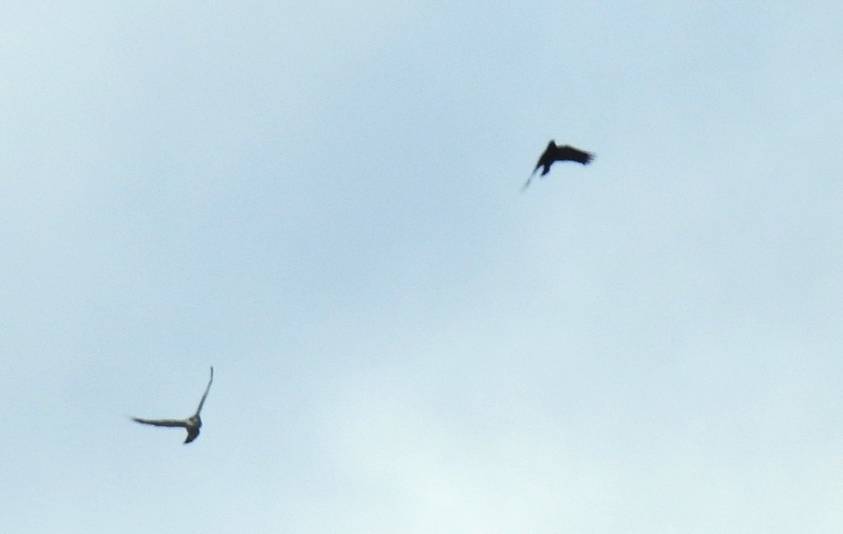 Aztore eurasiarra - ML644413612