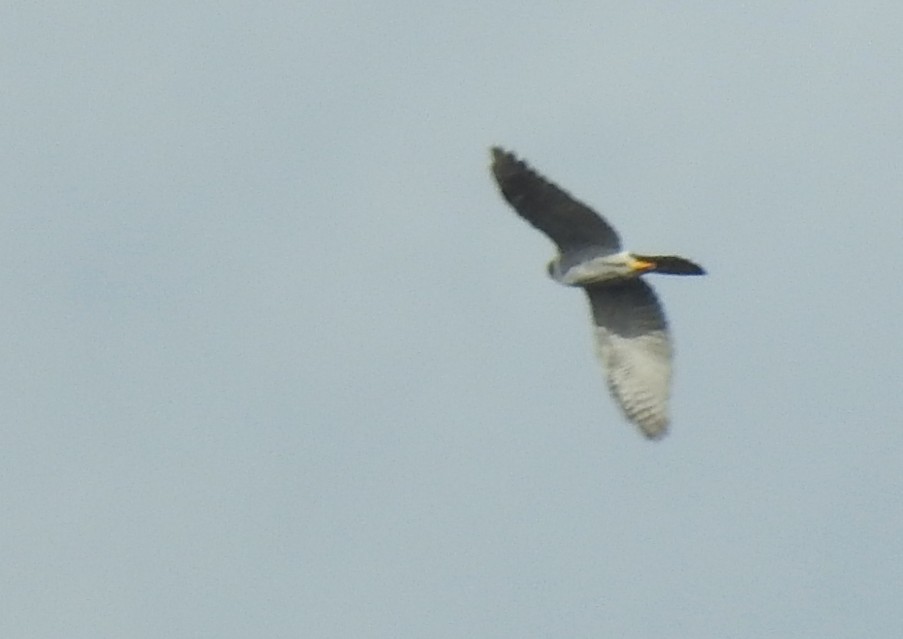 Aztore eurasiarra - ML644413613