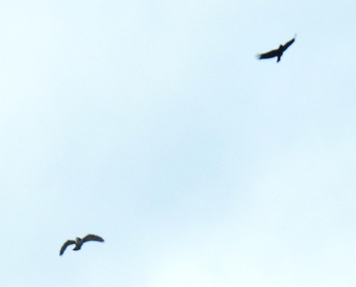 Aztore eurasiarra - ML644413614