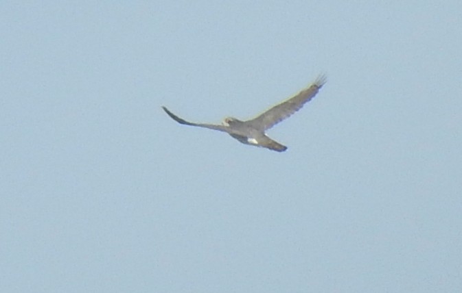 Aztore eurasiarra - ML644413615