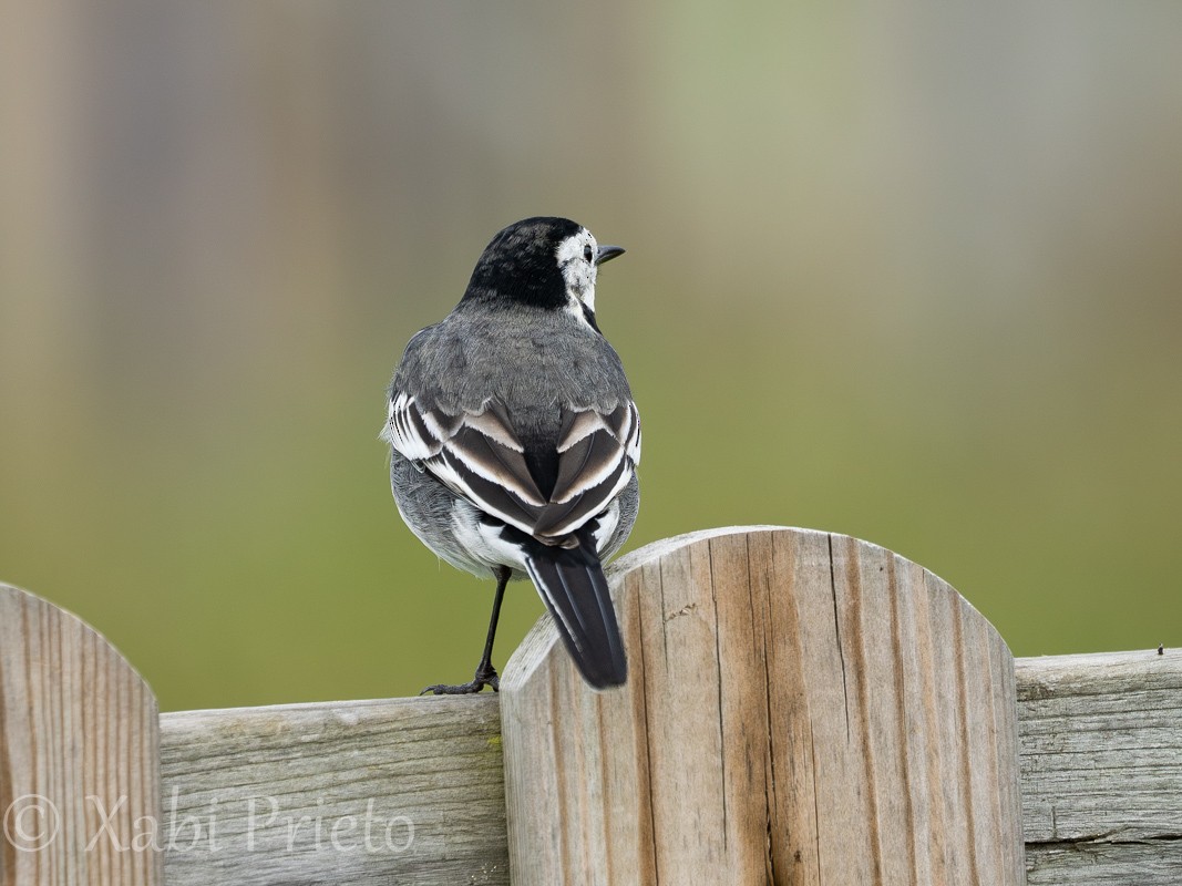 Buztanikara zuria (yarrellii) - ML644413619