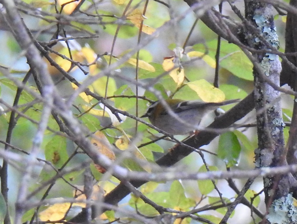 Common Firecrest - ML644413620