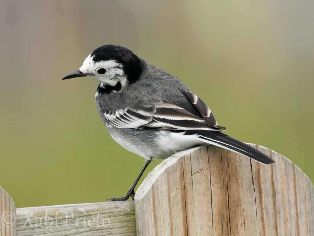 Buztanikara zuria (yarrellii) - ML644413621