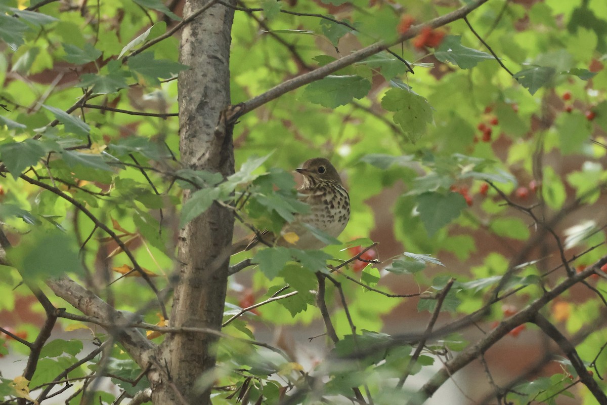 Hermit Thrush - ML644413622