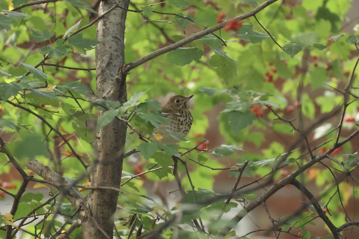 Hermit Thrush - ML644413623