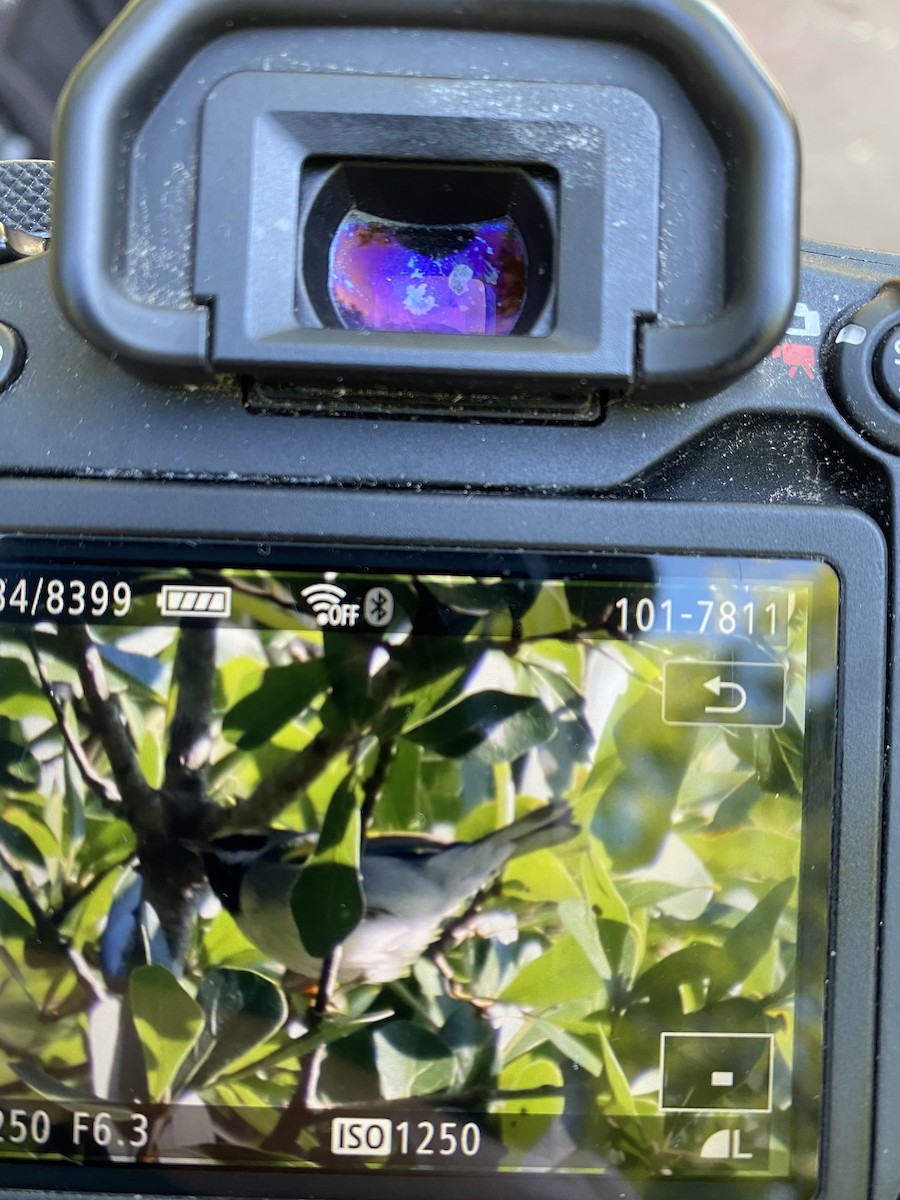 lesňáček zlatokřídlý - ML644413624