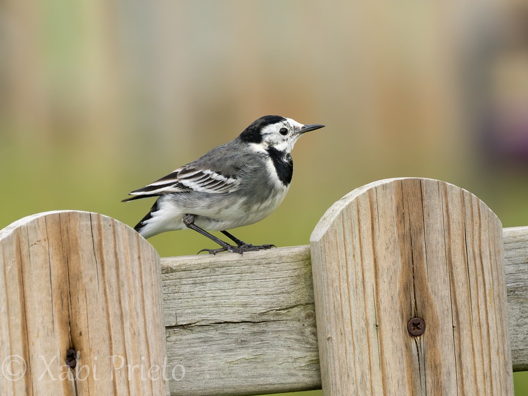 Buztanikara zuria (yarrellii) - ML644413632