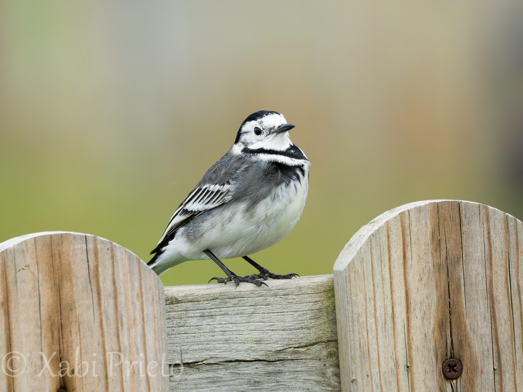 Buztanikara zuria (yarrellii) - ML644413637