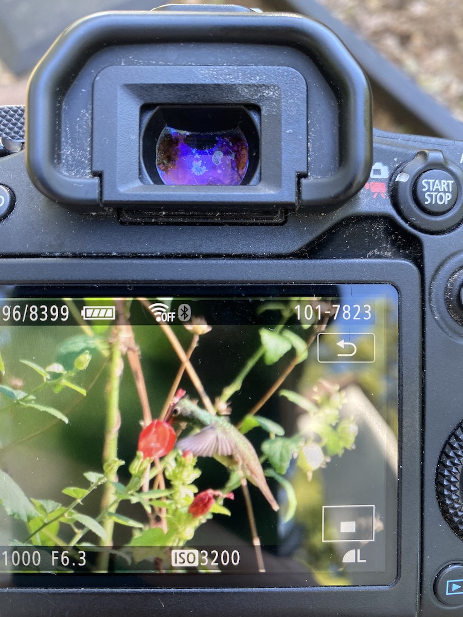 yucatánkolibri - ML644413642