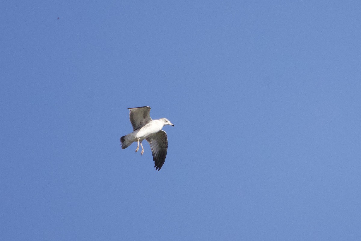 Ring-billed Gull - ML644413643