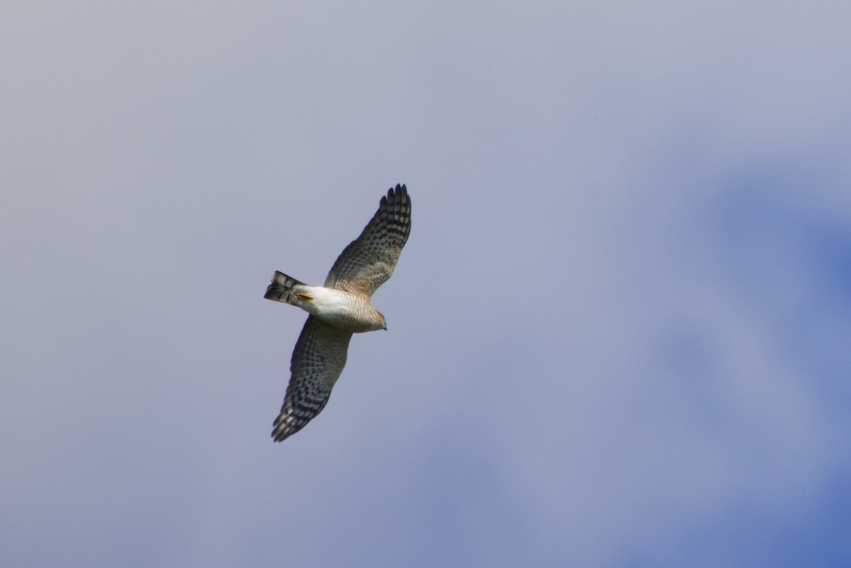 Sharp-shinned Hawk - ML644413647